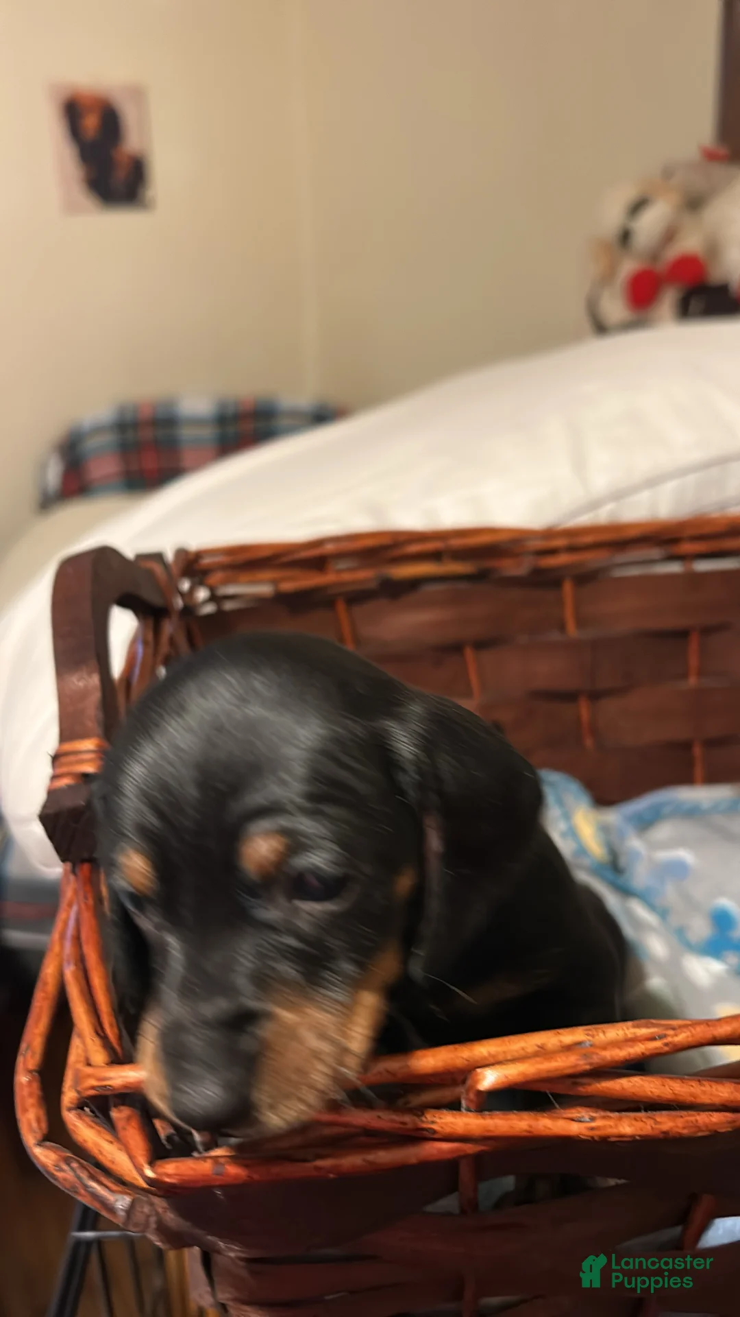 Dachshund dogs for sale: Dachshund 1 - Ad 1