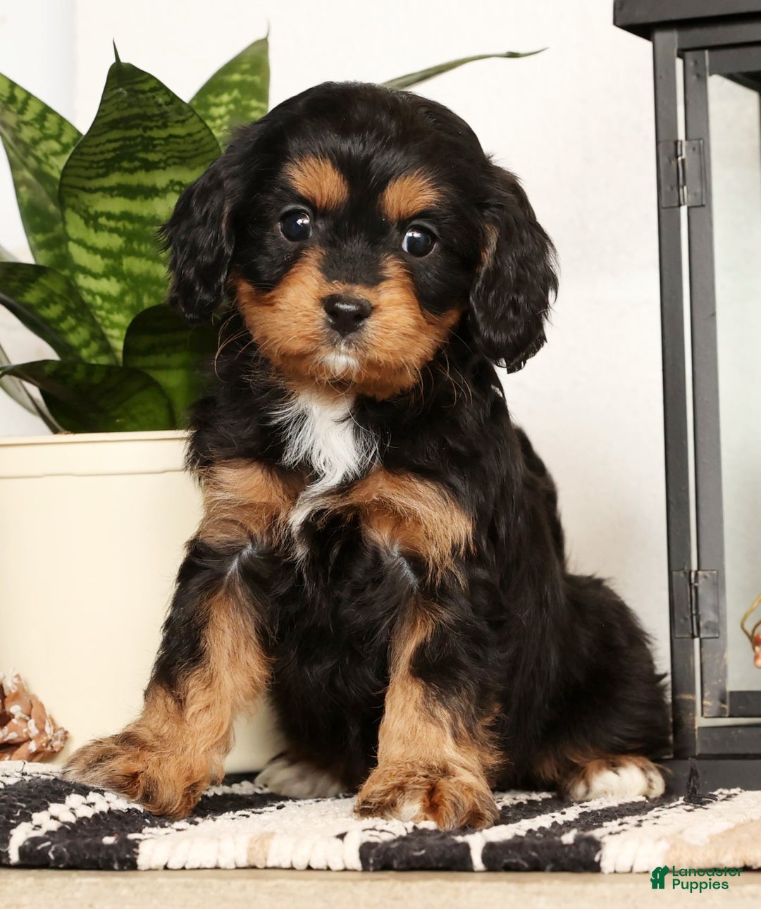 Cavapoo dogs for sale: Sennie - Ad 8