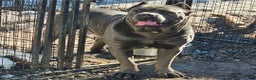 Cane Corso dogs for sale: Scarlett - Ad 7