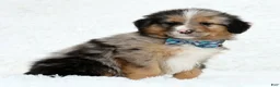 Australian Shepherd dogs for sale: Hank - Ad 3