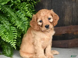 Cavapoo dogs for sale: Iris - Ad 1