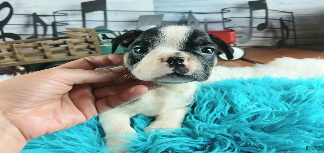 Gallery Image {{count}}