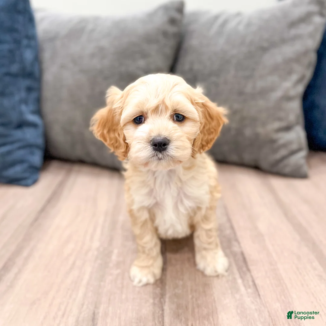 Cockapoo dogs for sale: Finn - Ad 1