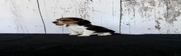 Beagle dogs for sale: Rover - Ad 4