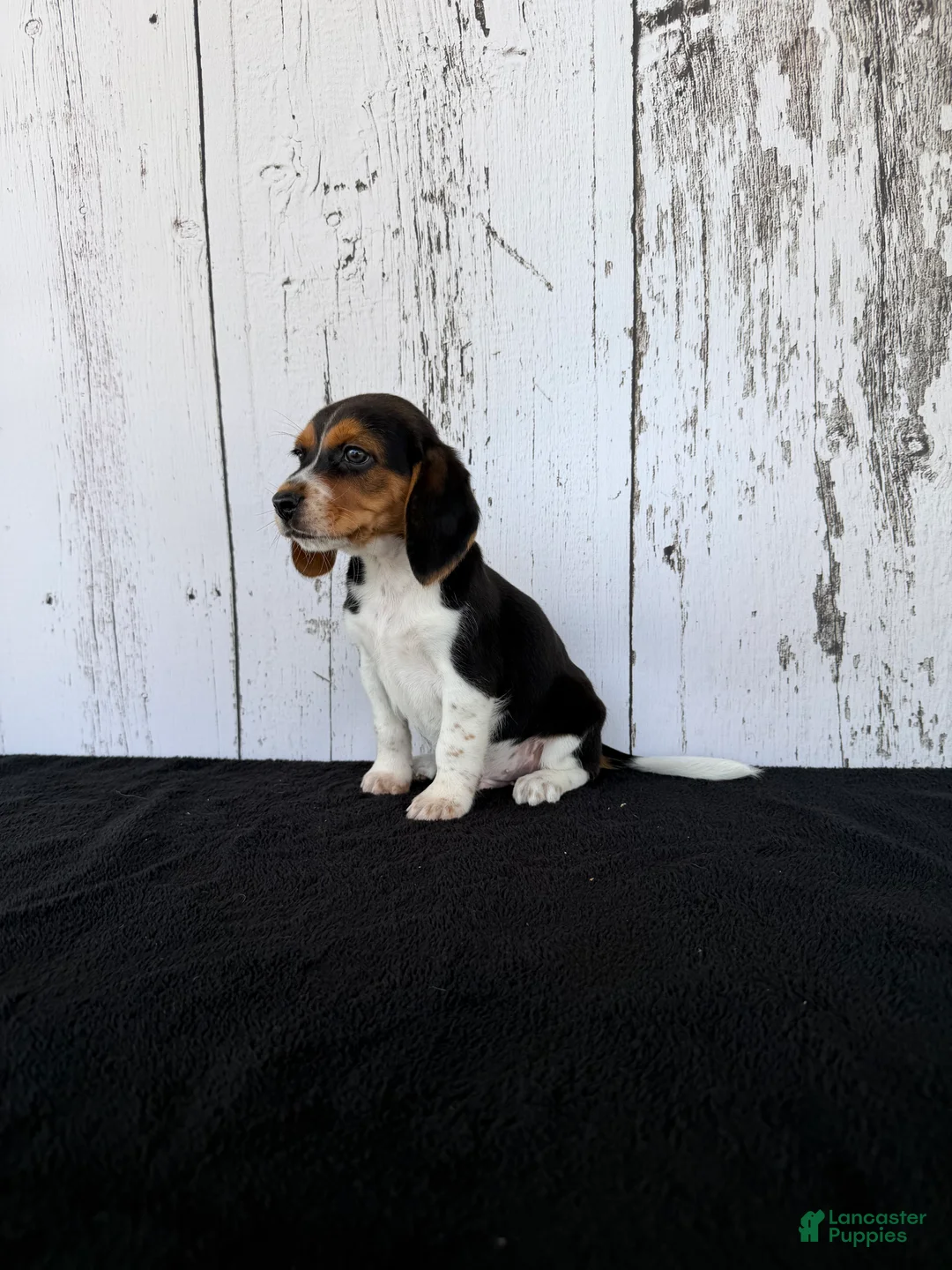 Beagle dogs for sale: Rover - Ad 4