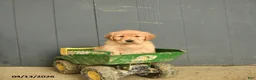 Golden Retriever dogs for sale: Wallflower - Ad 3