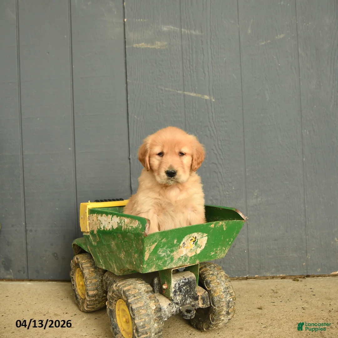 Golden Retriever dogs for sale: Wallflower - Ad 3