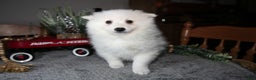 American Eskimo dogs for sale: Glacier - Ad 3