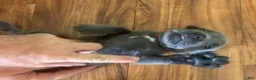 Cane Corso dogs for sale: Cane Corso Puppy 7 - Ad 2