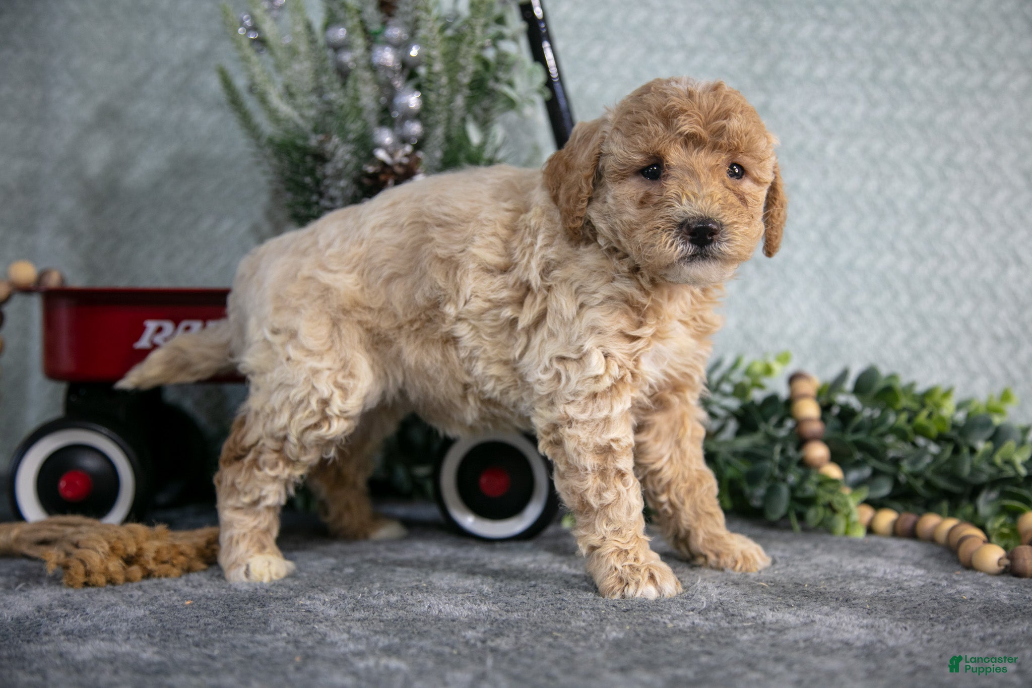 Miniature Poodle dogs Skye - Ad 23