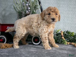 Miniature Poodle dogs Skye - Ad 23