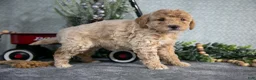 Miniature Poodle dogs for sale: Skye - Ad 1