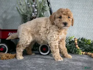 Miniature Poodle dogs Skye - Ad 42