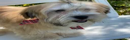 Morkie dogs for sale: Nacho - Ad 14