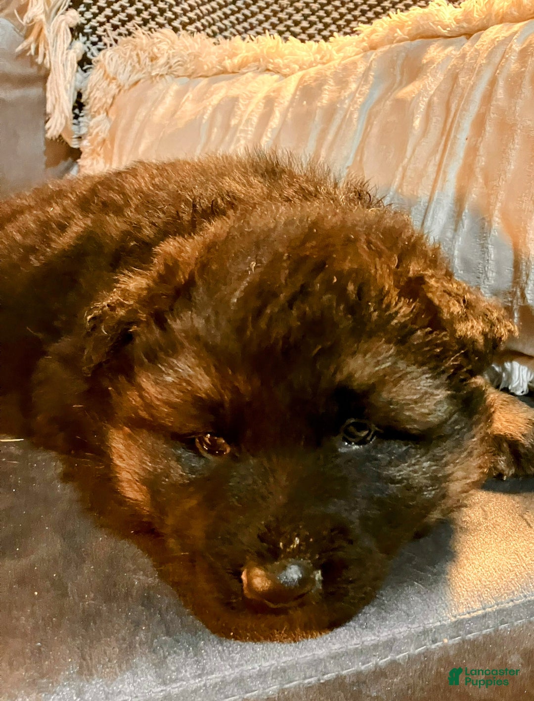 German Shepherd dogs for sale: ♥️SWEET SABLE ♥️ - Ad 43