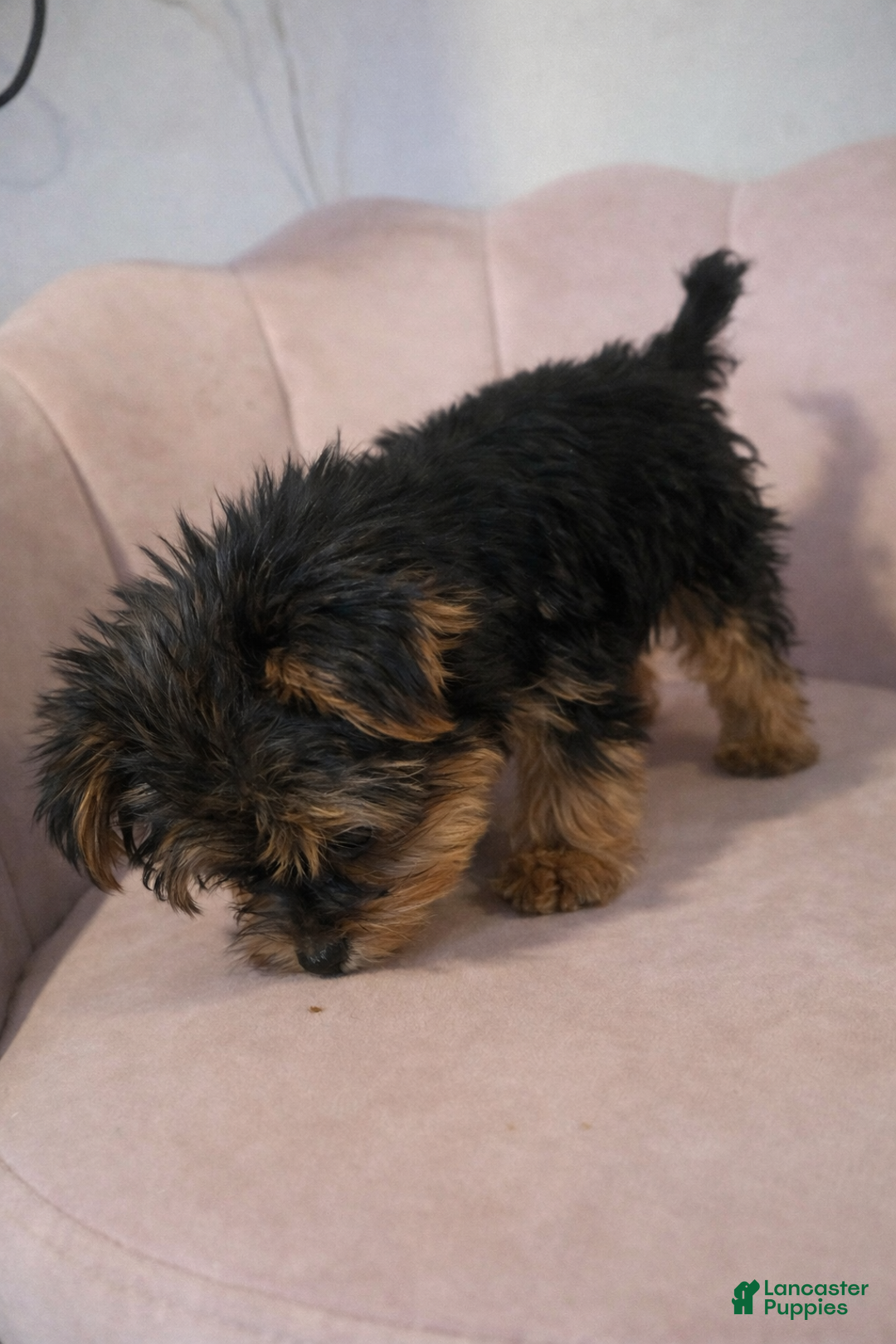 Yorkshire Terrier dogs for sale: 🐾 Puppy #2 – Bella (Female) - Ad 3
