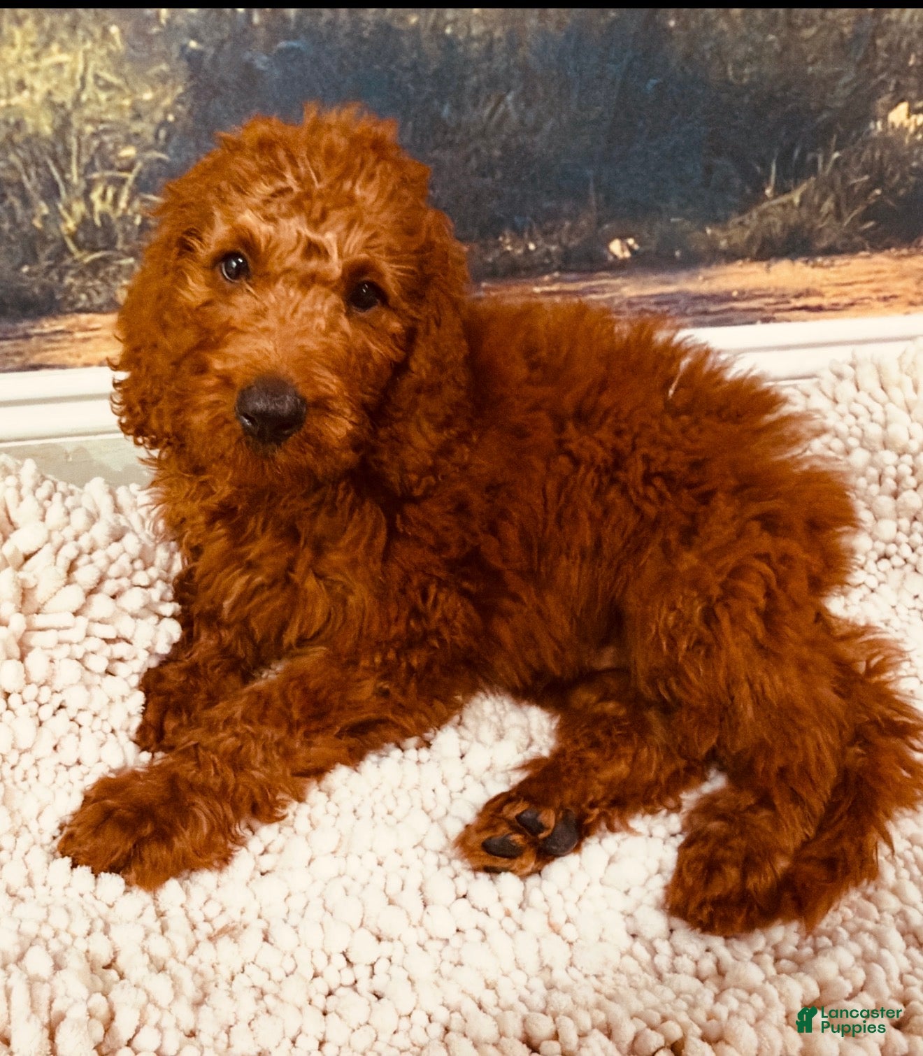 Goldendoodle dogs 🩵 Mr. Sky Blue - Ad 2