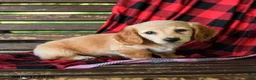 Miniature Dachshund dogs for sale: Justin - Ad 3