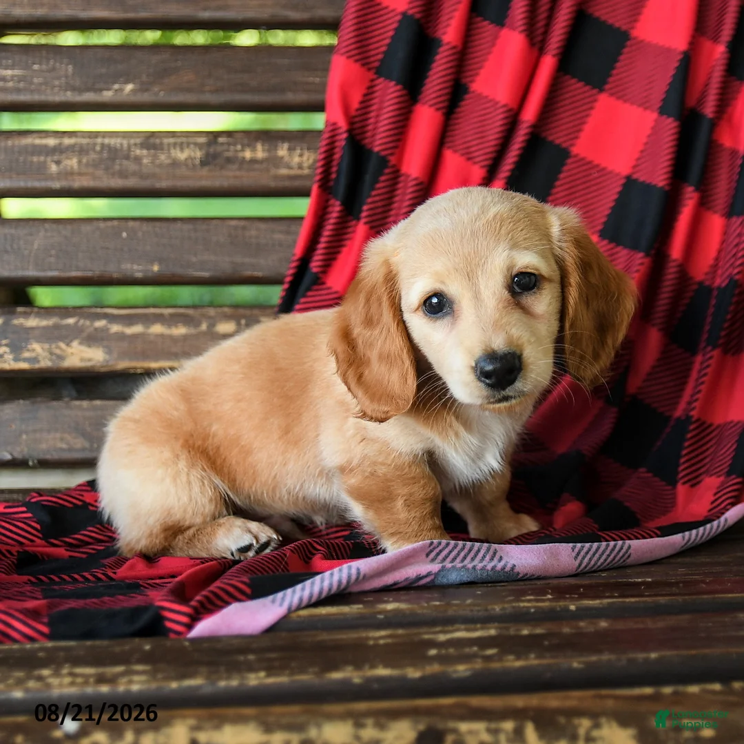 Miniature Dachshund dogs for sale: Justin - Ad 3