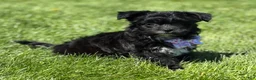 Morkie dogs for sale: Zoey - Ad 8