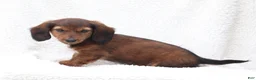 Miniature Dachshund dogs for sale: Petunia - Ad 5