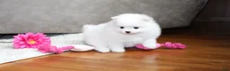 Pomeranian dogs for sale: Emmy - Ad 4