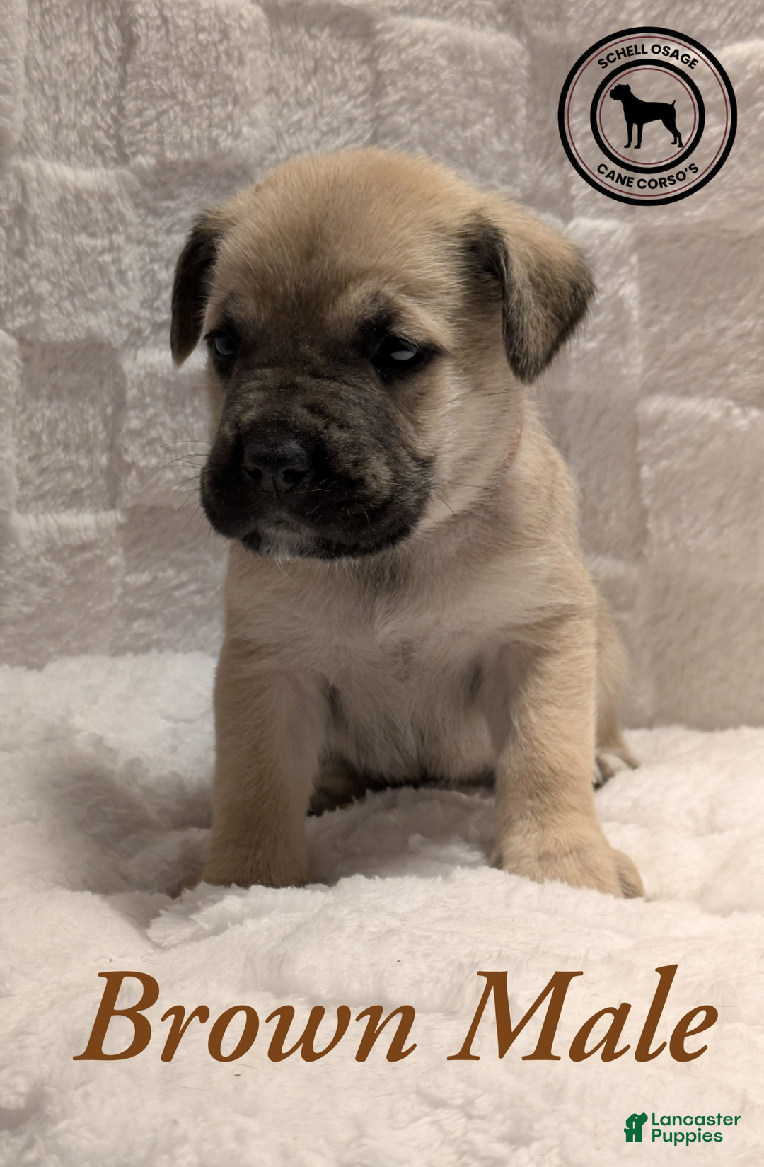 Cane Corso dogs for sale: Brown - Ad 4