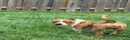 American Bully dogs for sale: Champ - Ad 5