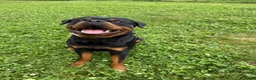 Rottweiler dogs for stud: Kane  - Ad 5
