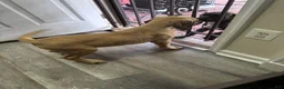 Presa Canario dogs for sale: Presa Canario 1 - Ad 2
