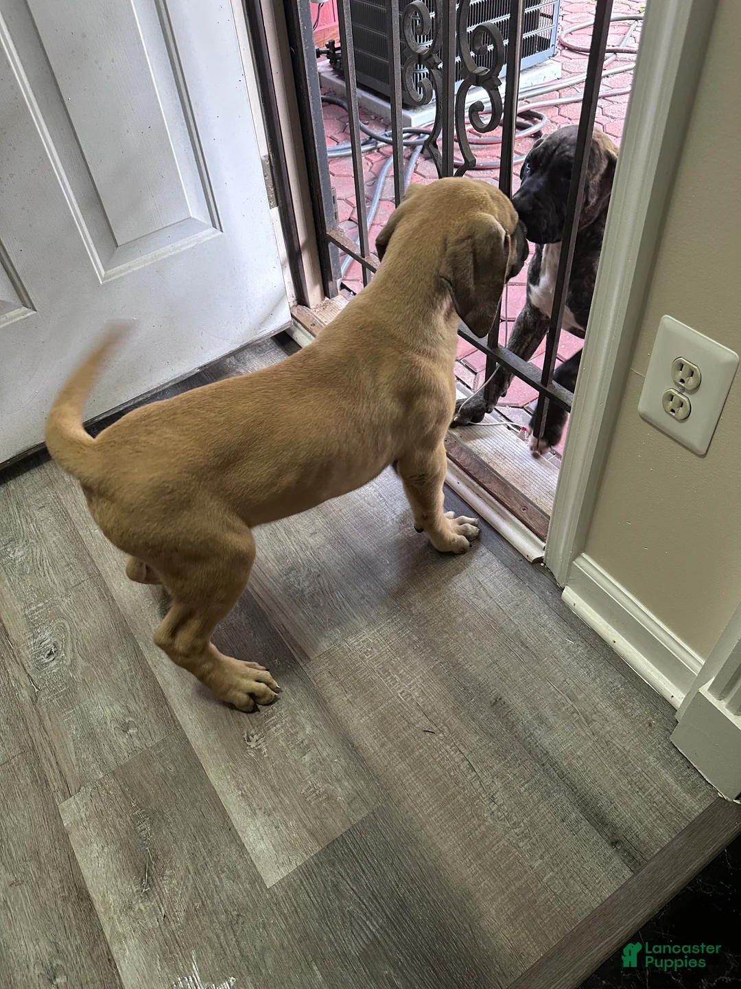 Presa Canario dogs for sale: Presa Canario 1 - Ad 2