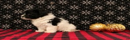 Maltipoo dogs for sale: Felicity - Ad 4