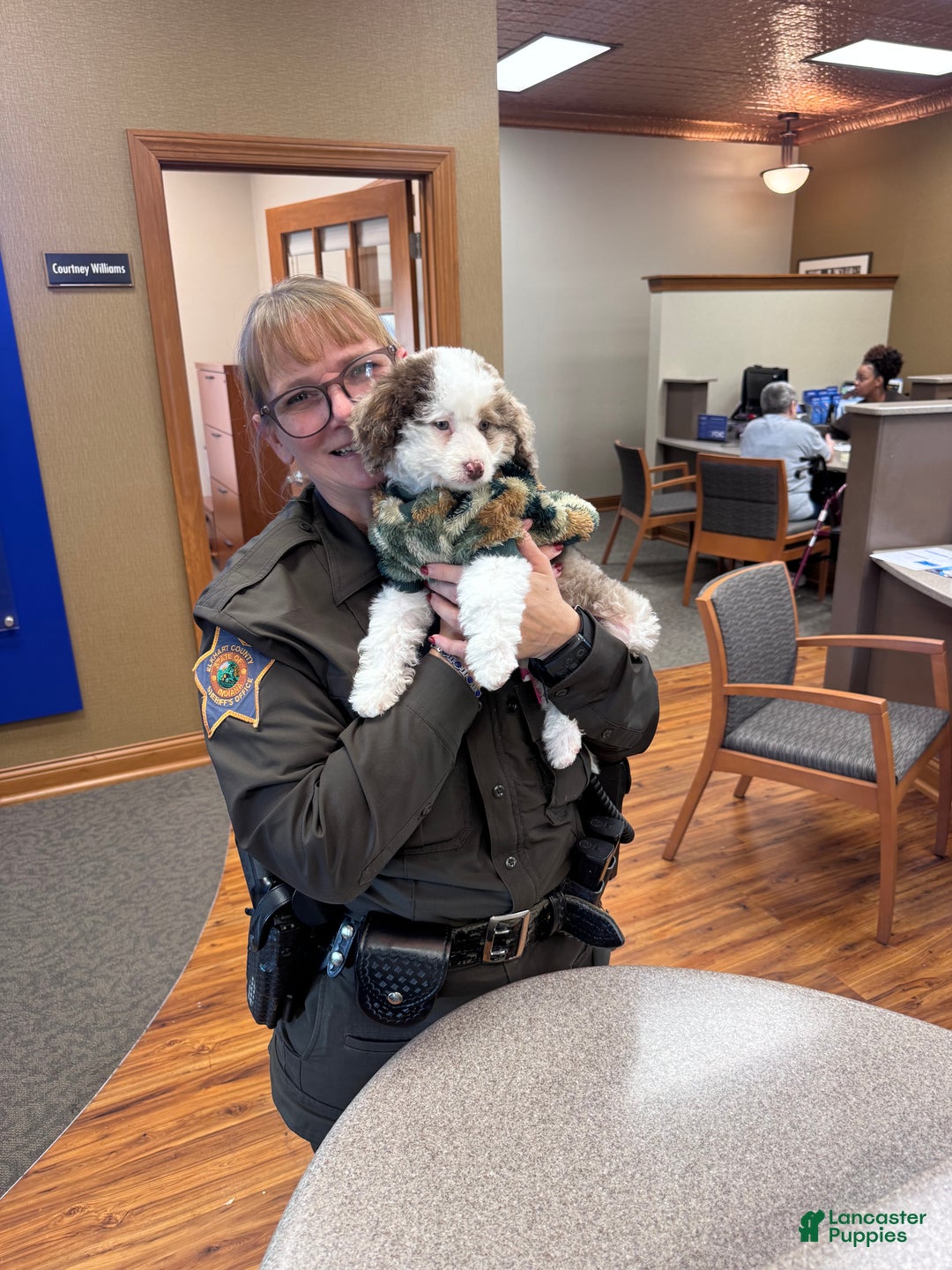 Bernedoodle dogs for sale: Bernedoodle Puppy 1 - Ad 3