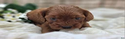Cockapoo dogs for sale: Prada - Ad 15