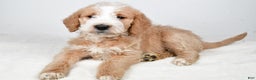 Labradoodle dogs for sale: Nova - Ad 4