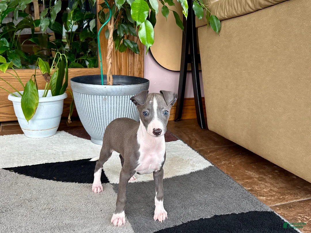 Italian Greyhound dogs for sale: Jerry - Ad 15