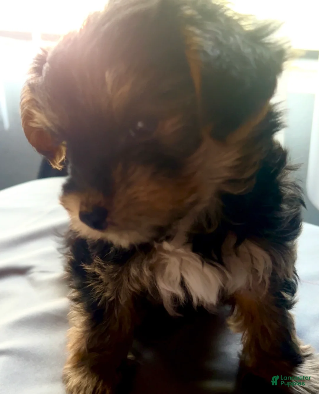 Yorkshire Terrier dogs for sale: Shayla - Ad 2