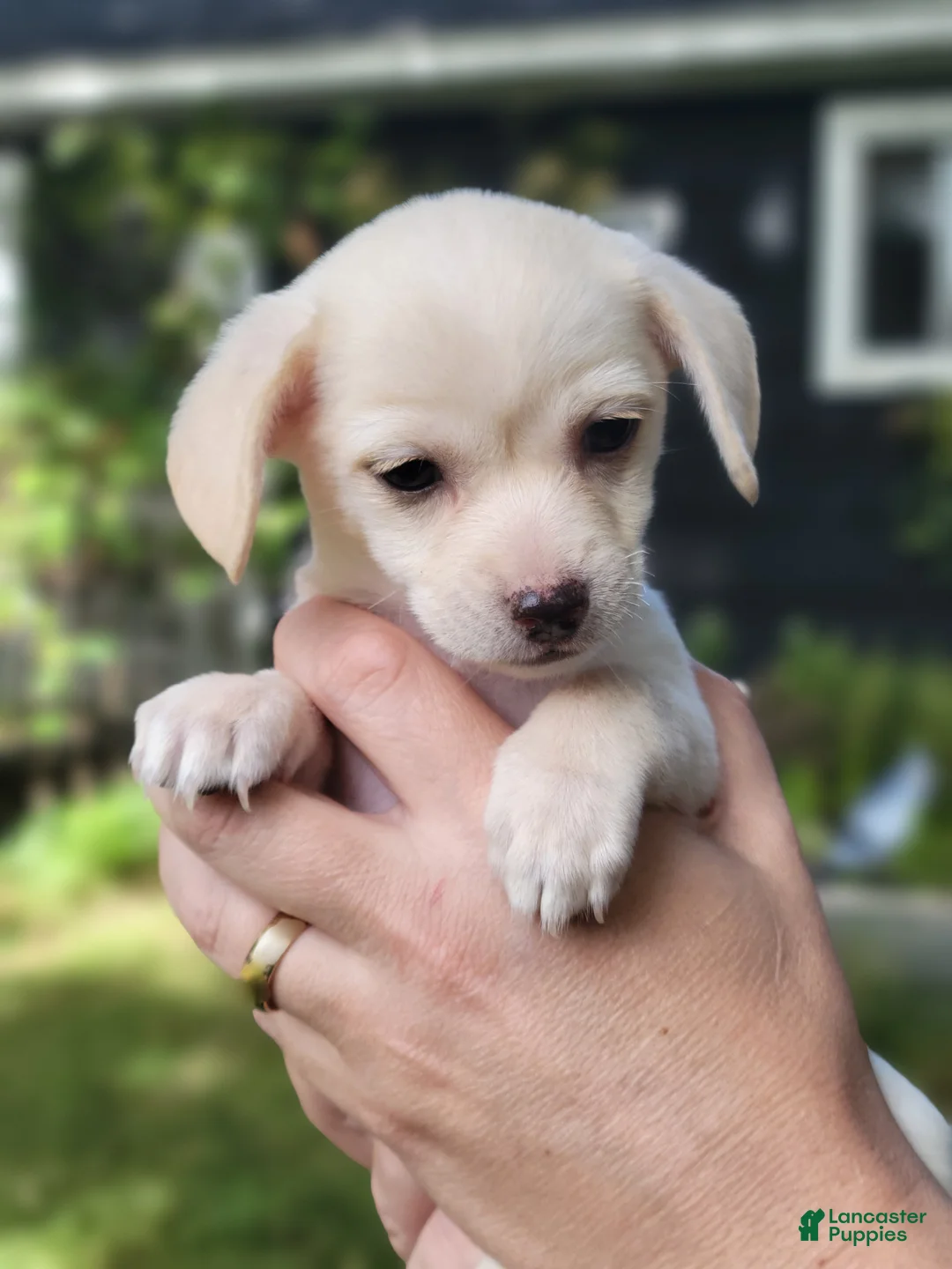Chorkie dogs for sale: Clementine - Ad 2