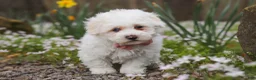 Bichpoo dogs for sale: Leo - Ad 8