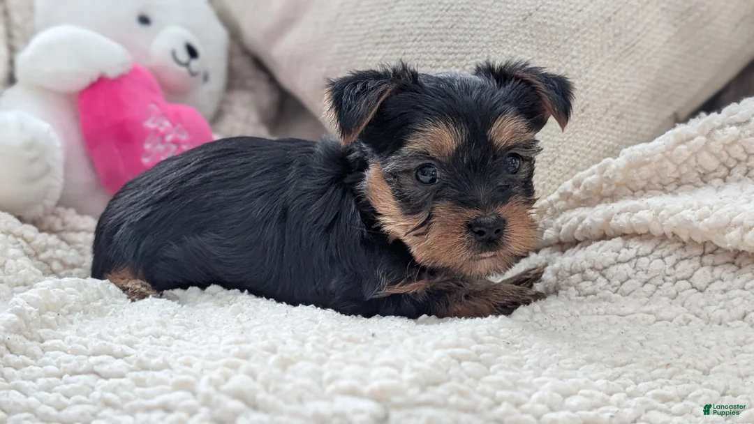 Yorkshire Terrier dogs for sale: Apollo - Ad 7
