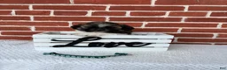 Shih Tzu dogs for sale: Carter - Ad 4