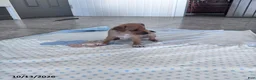 Chihuahua dogs for sale: Butterscotch - Ad 6