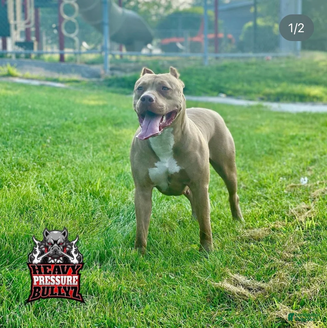 American Bully dogs for sale: American Bully Female 2 - Ad 3