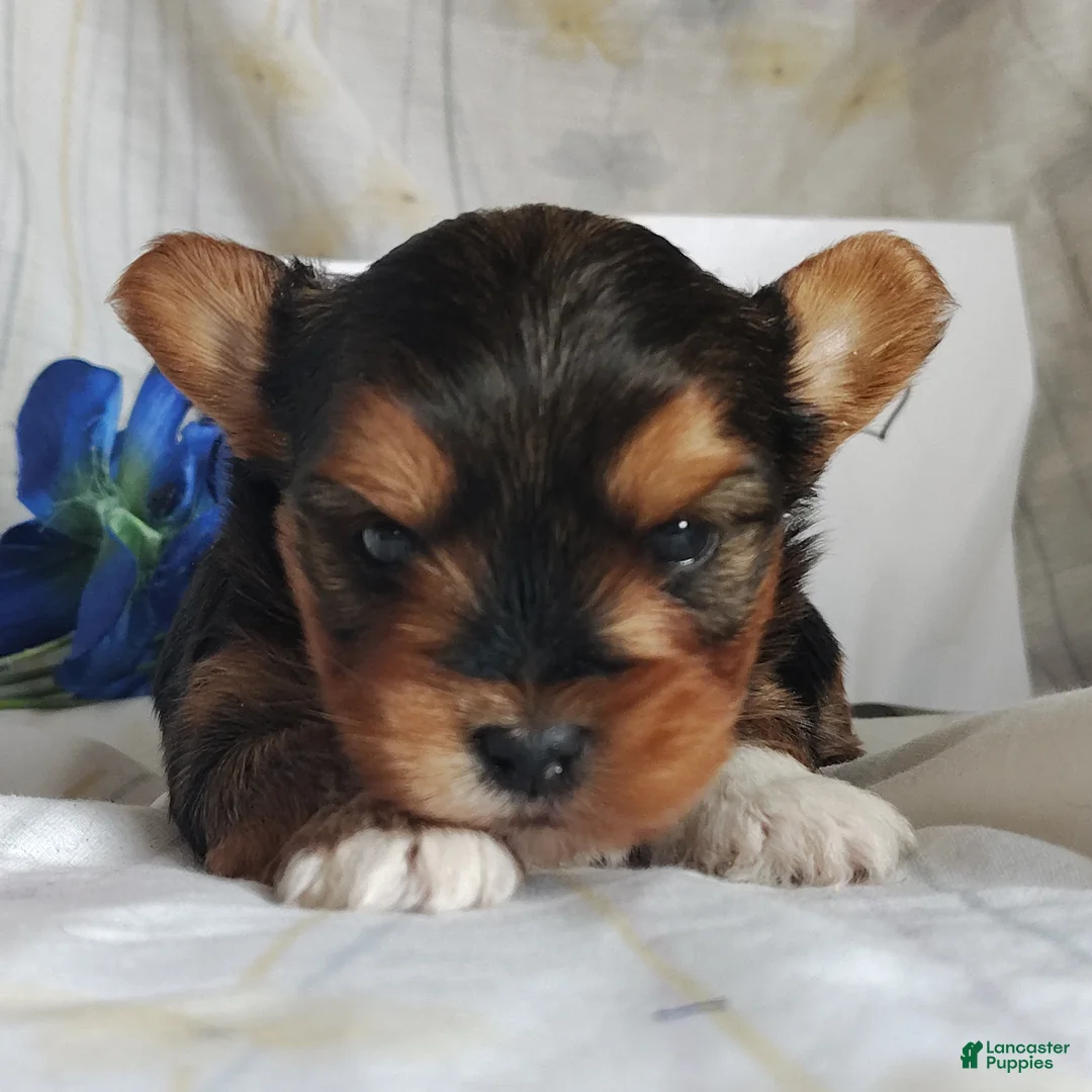 Yorkshire Terrier dogs for sale: Bowie - Ad 2