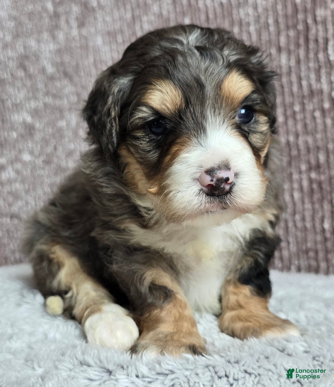 Mini Bernedoodle dogs for sale: Mini Bella - Ad 2