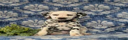 Dalmatian dogs for sale: Joziah - Ad 3
