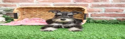 Miniature Schnauzer dogs for sale: Rita - Ad 11