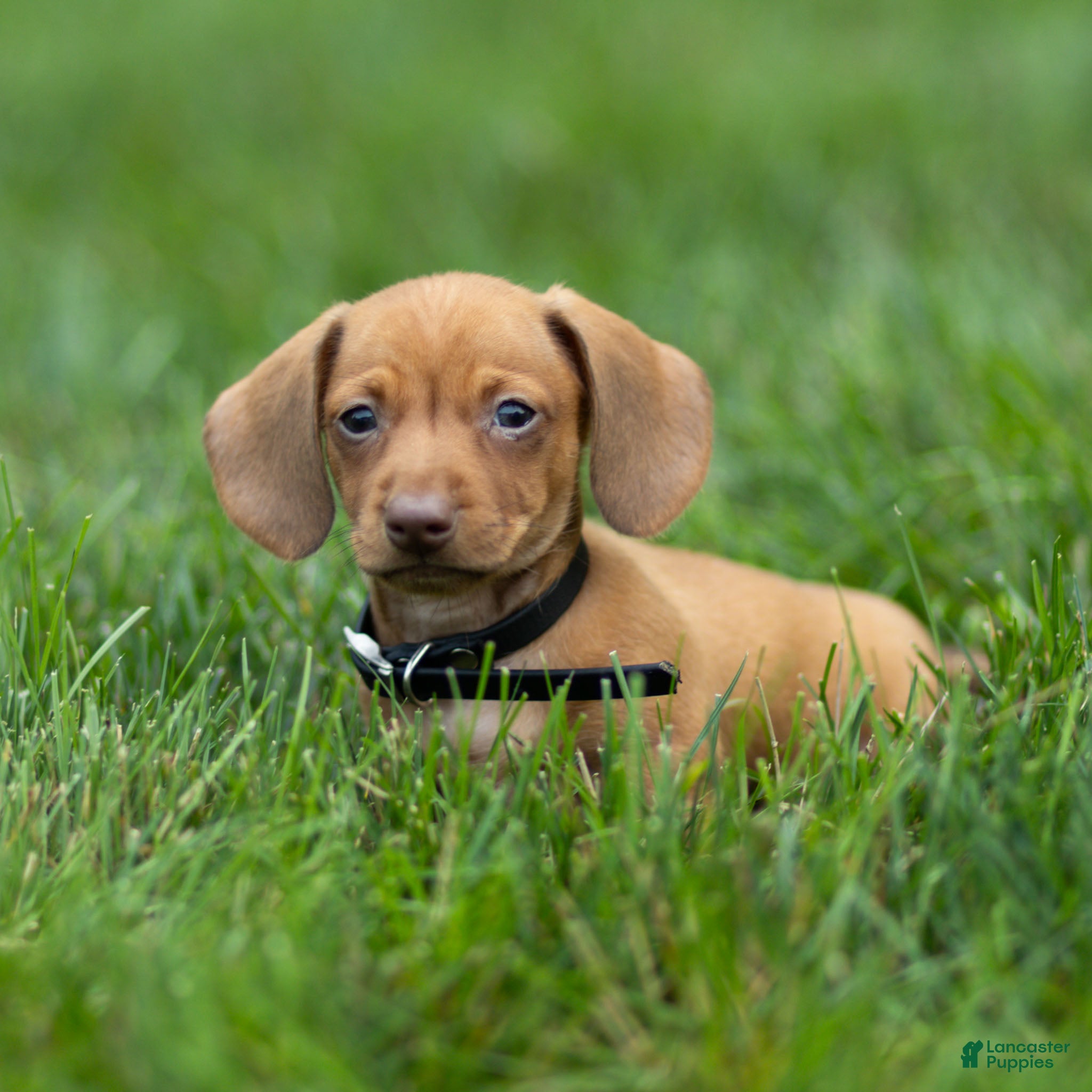 Miniature Dachshund dogs Peanut Miniature Dachshund  - Ad 2