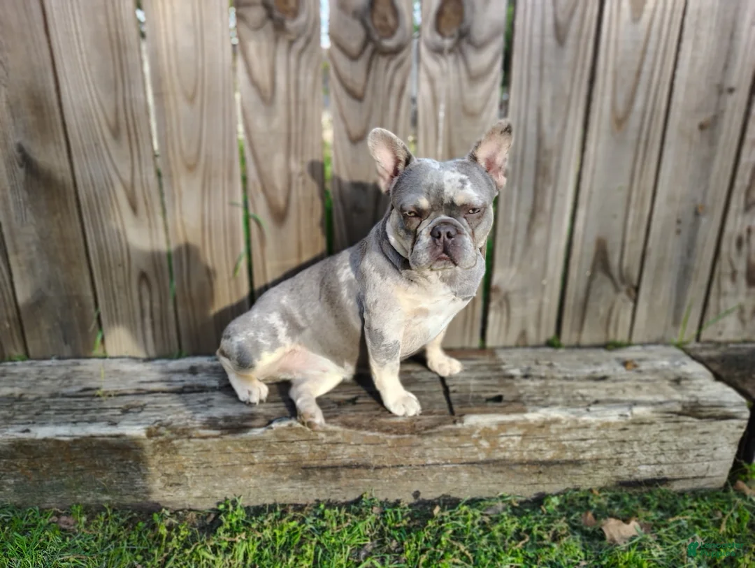 French Bulldog dogs for sale: Bentley - Ad 5