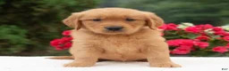Golden Retriever dogs for sale: Kyle  - Ad 3